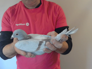 Pigeon image