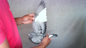 Pigeon image