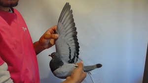 Pigeon image