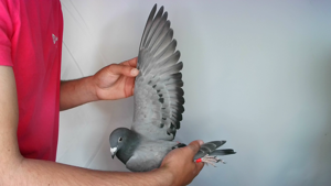 Pigeon image