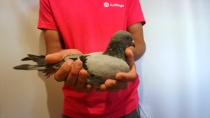 Pigeon image