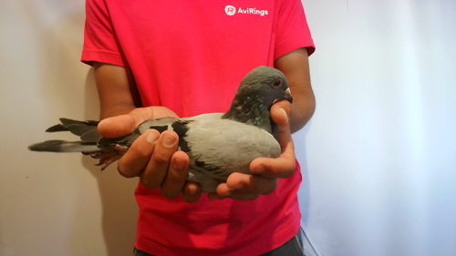 Pigeon image