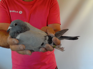 Pigeon image