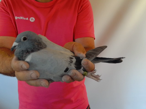 Pigeon image