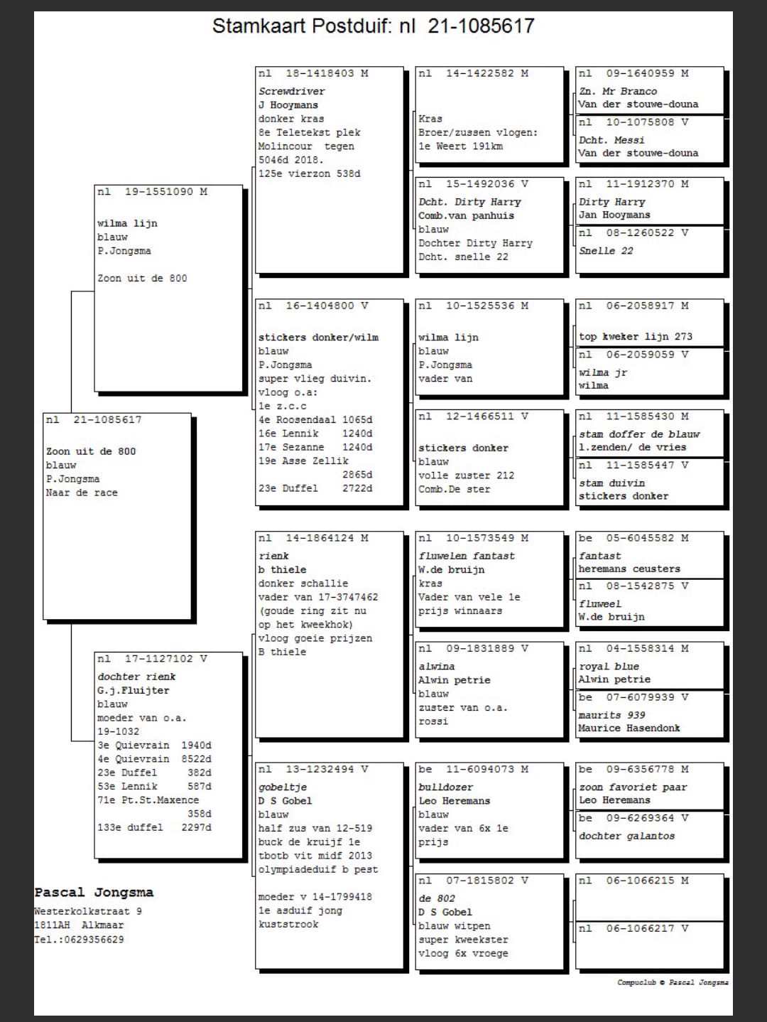 Pigeon pedigree image