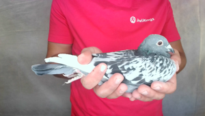Pigeon image