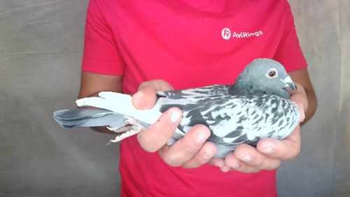 Pigeon image