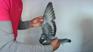 Pigeon image