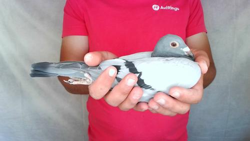 Pigeon image