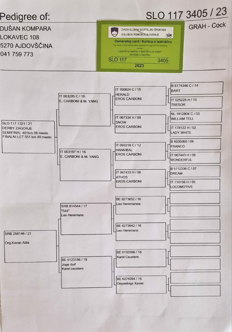 Pigeon pedigree image