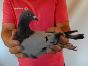 Pigeon image