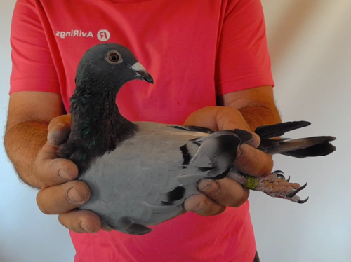 Pigeon image