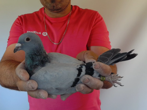 Pigeon image