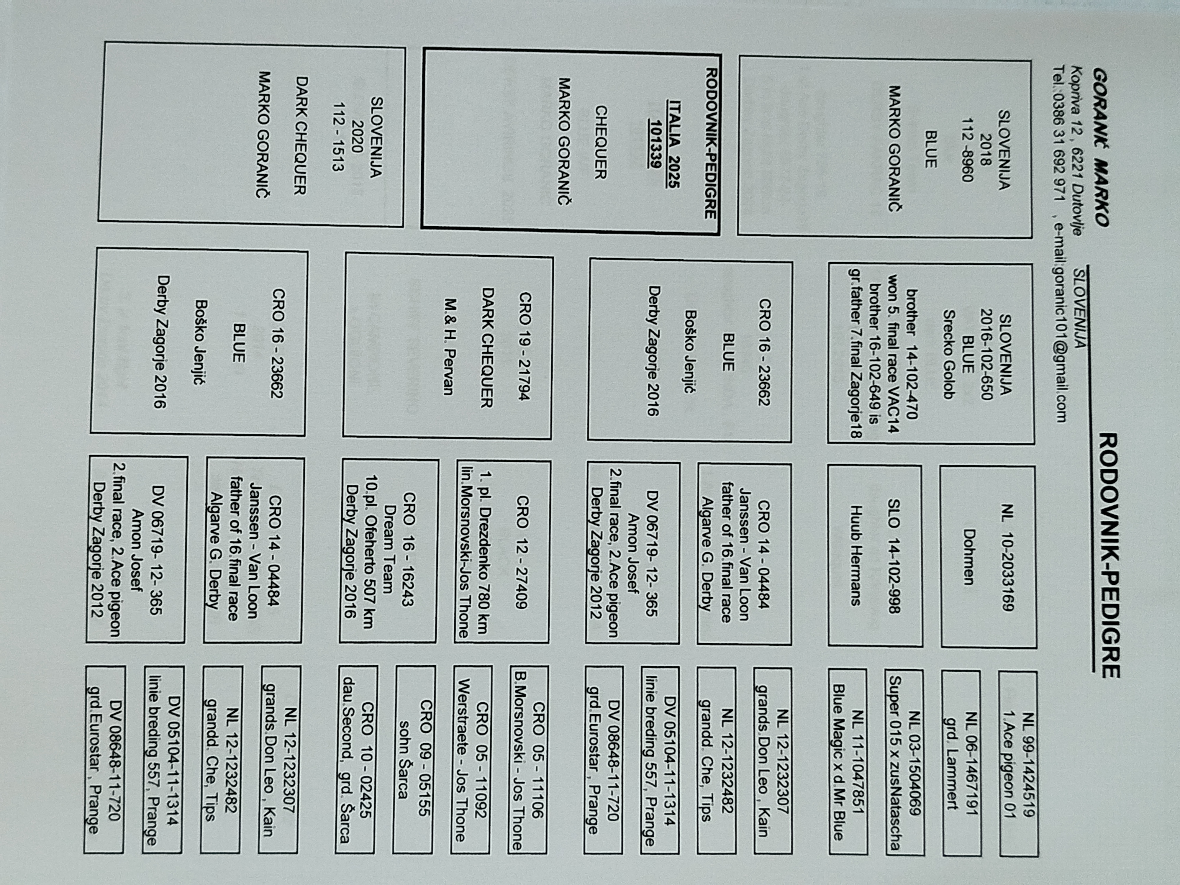 Pigeon pedigree image