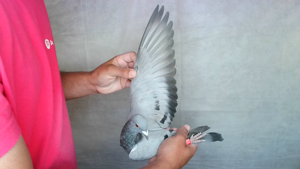Pigeon image