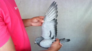 Pigeon image
