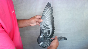 Pigeon image