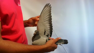 Pigeon image