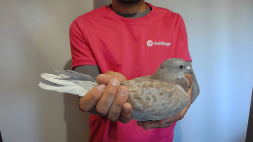 Pigeon image