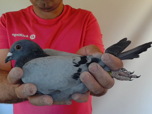 Pigeon image