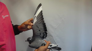 Pigeon image