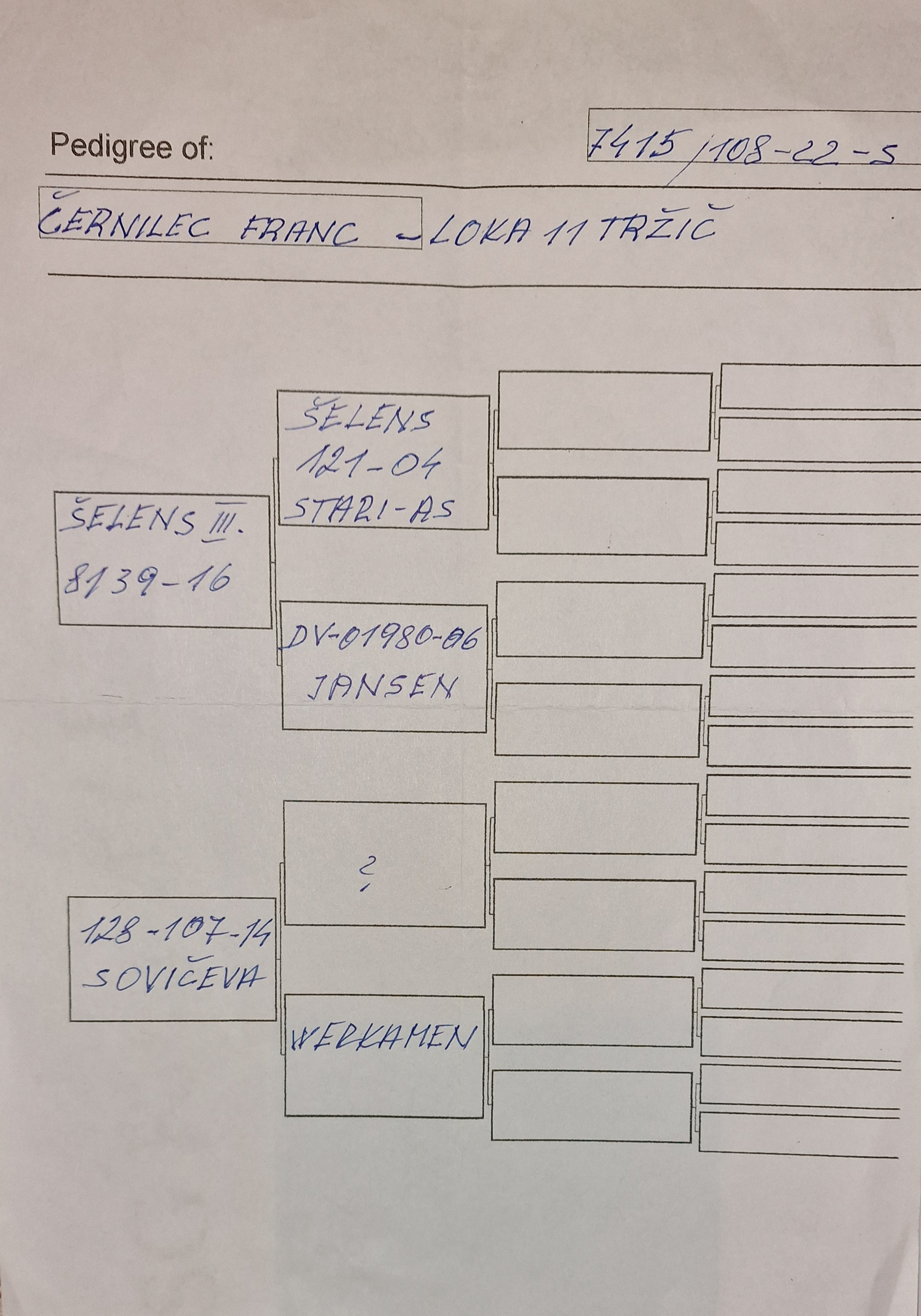 Pigeon pedigree image