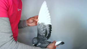 Pigeon image