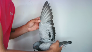 Pigeon image