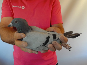 Pigeon image