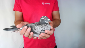 Pigeon image