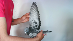 Pigeon image