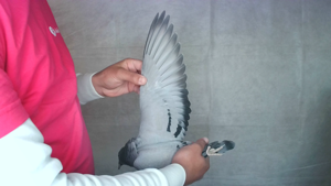 Pigeon image