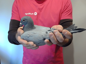 Pigeon image