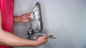Pigeon image