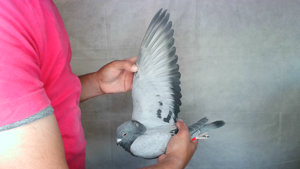 Pigeon image