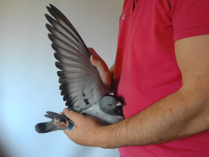 Pigeon image