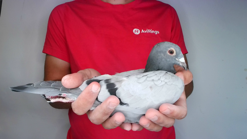 Pigeon image