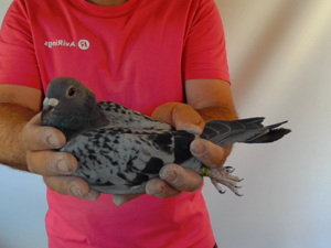Pigeon image