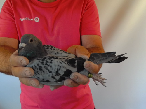 Pigeon image
