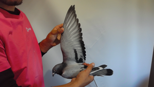 Pigeon image