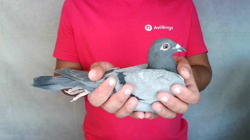 Pigeon image
