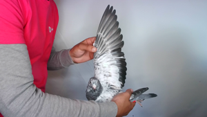 Pigeon image