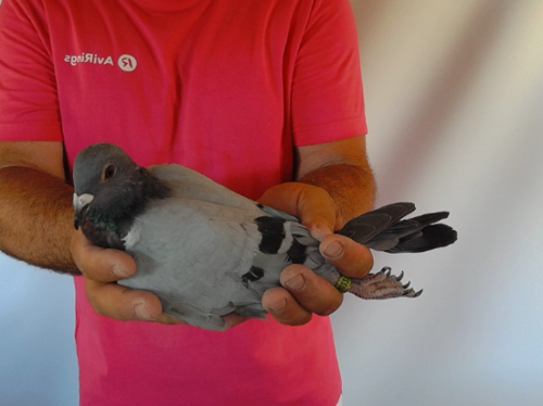Pigeon image