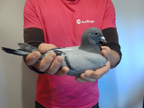 Pigeon image