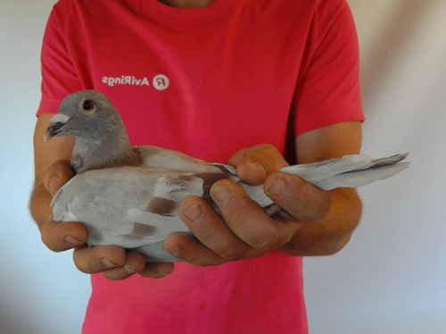 Pigeon image