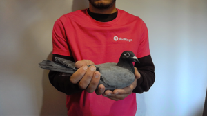 Pigeon image