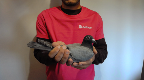 Pigeon image