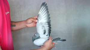 Pigeon image