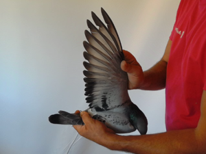 Pigeon image