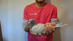 Pigeon image